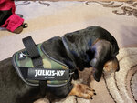 Подтяжки для собак Julius K9 IDC камуфляжного цвета интернет-магазин