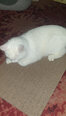 Klassikaline kassi kraapimismatt, lõhnastamata, 55 x 33 x 3 cm, käsitsi valmistatud