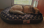 Hobbydog pesa Käpajäljed XL, pruun