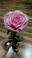 Стабилизированная роза Amorosa Premium, розовая