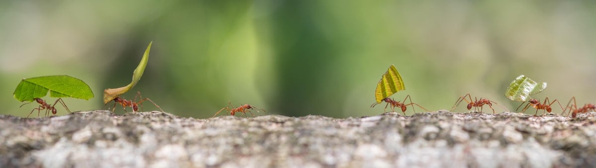 Mil moel sipelgaid tõrjuda?
