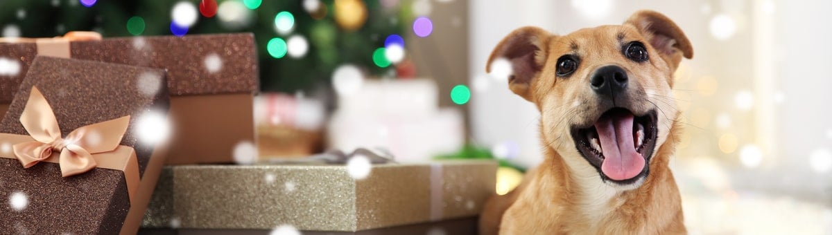 armas koer ja kingitused jõulupuu all
