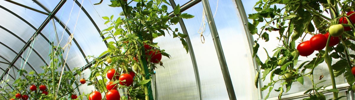 tomatitaimed polükarbonaadist kasvuhoones
